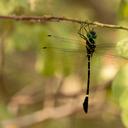 Phyllomacromia hervei