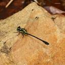 Image of Sinogomphus orestes imported from iNaturalist.