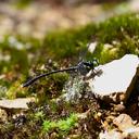 Image of Sinogomphus telamon imported from iNaturalist.