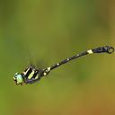 Image of Lamelligomphus castor imported from iNaturalist.