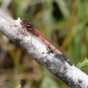 Image of Ischnura armeniaca imported from iNaturalist.