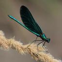 Image of Calopteryx virgo imported from iNaturalist.