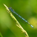 Image of Coenagrion puella imported from iNaturalist.