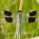 Image of Erythrodiplax umbrata imported from iNaturalist.