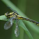 Image of Gomphus vulgatissimus imported from iNaturalist.