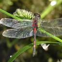 Image of Leucorrhinia rubicunda imported from iNaturalist.