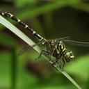 Image of Onychogomphus forcipatus imported from iNaturalist.