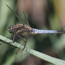 Image of Orthetrum cancellatum imported from iNaturalist.