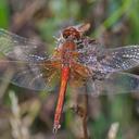 Image of Sympetrum flaveolum imported from iNaturalist.