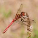 Image of Sympetrum vulgatum imported from iNaturalist.