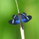 Image of Zenithoptera fasciata imported from iNaturalist.