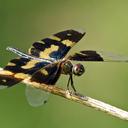 Image of Rhyothemis variegata imported from iNaturalist.