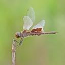 Image of Tramea carolina imported from iNaturalist.