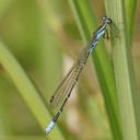 Image of Africallagma pseudelongatum imported from iNaturalist.