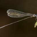 Image of Amazoneura westfalli imported from iNaturalist.