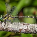 Image of Antipodogomphus acolythus imported from iNaturalist.