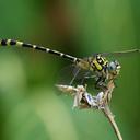 Image of Antipodogomphus proselythus imported from iNaturalist.