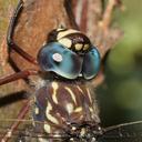 Image of Austroaeschna multipunctata imported from iNaturalist.