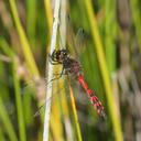 Image of Austrothemis nigrescens imported from iNaturalist.