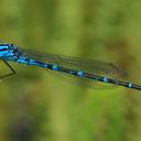 Image of Caliagrion billinghursti imported from iNaturalist.