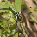 Image of Neodythemis trinervulata imported from iNaturalist.