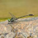 Image of Burmagomphus vermicularis imported from iNaturalist.