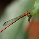 Image of Ceriagrion varians