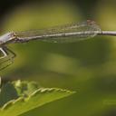 Image of Platycnemis kervillei imported from iNaturalist.