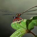 Image of Pyrrhargiolestes sidonia imported from iNaturalist.