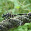 Image of Lamelligomphus formosanus imported from iNaturalist.