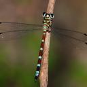 Image of Rhinagrion elopurae imported from iNaturalist.