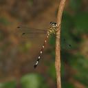 Image of Rhinagrion elopurae imported from iNaturalist.