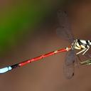 Image of Rhinagrion elopurae imported from iNaturalist.