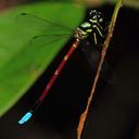 Image of Rhinagrion elopurae imported from iNaturalist.