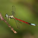 Image of Rhinagrion elopurae imported from iNaturalist.