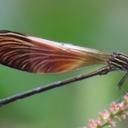 Image of Polythore boliviana imported from iNaturalist.