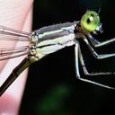 Image of Platystigma buckleyi imported from iNaturalist.