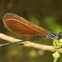 Image of Polythore concinna imported from iNaturalist.