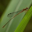 Image of Megalagrion hawaiiense imported from iNaturalist.