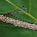 Image of Megalagrion pacificum imported from iNaturalist.