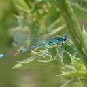 Image of Coenagrion syriacum imported from iNaturalist.