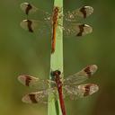 Image of Sympetrum pedemontanum imported from iNaturalist.