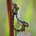 Image of Aeshna cyanea imported from iNaturalist.