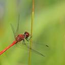 Image of Sympetrum sanguineum imported from iNaturalist.