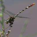 Image of Aphylla theodorina imported from iNaturalist.