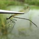 Image of Pseudocopera rubripes imported from iNaturalist.