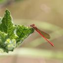 Image of Telebasis theodori imported from iNaturalist.