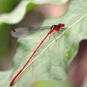 Image of Igneocnemis tendipes imported from iNaturalist.