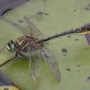 Image of Phanogomphus australis imported from iNaturalist.