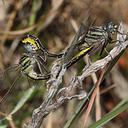 Image of Phanogomphus cavillaris imported from iNaturalist.